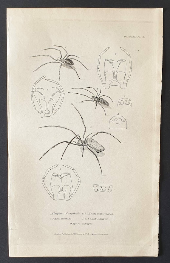 Original 1833  Baron Cuvier arachnid print