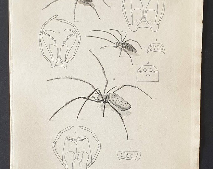 Original 1833  Baron Cuvier arachnid print