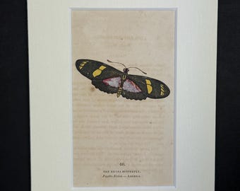 The Ricini Butterfly - Original 1832 Hand Coloured Antique Print