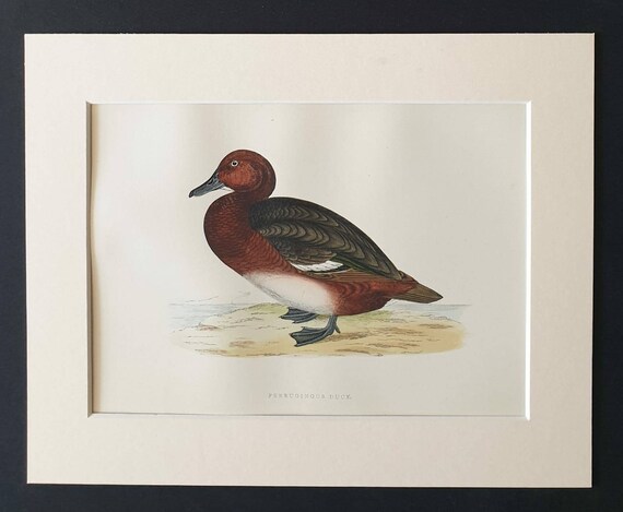 Original 1891 hand coloured bird print in mount - Ferruginous Duck