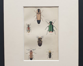 Varieties of Elater, Lycus and Lampyris - Original c1860 hand coloured beetle print in mount