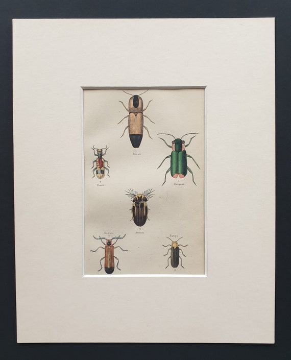 Varieties of Elater, Lycus and Lampyris - Original c1860 hand coloured beetle print in mount