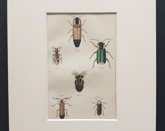 Varieties of Elater, Lycus and Lampyris - Original c1860 hand coloured beetle print in mount
