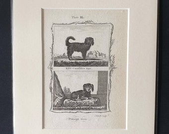 King Charles's Dog and Pyrame Dog - Original 1791 Buffon print in mount