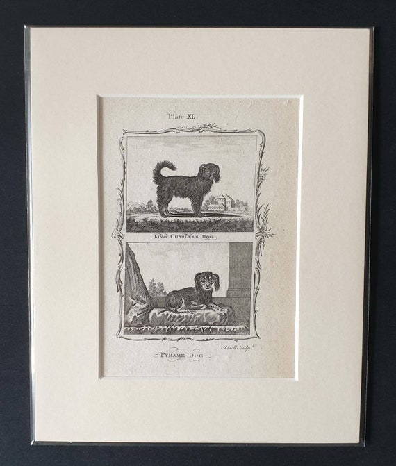 Original 1791 Buffon print in mount - King Charles Dog and Pyrame Dog