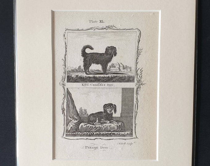 Original 1791 Buffon print in mount - King Charles Dog and Pyrame Dog