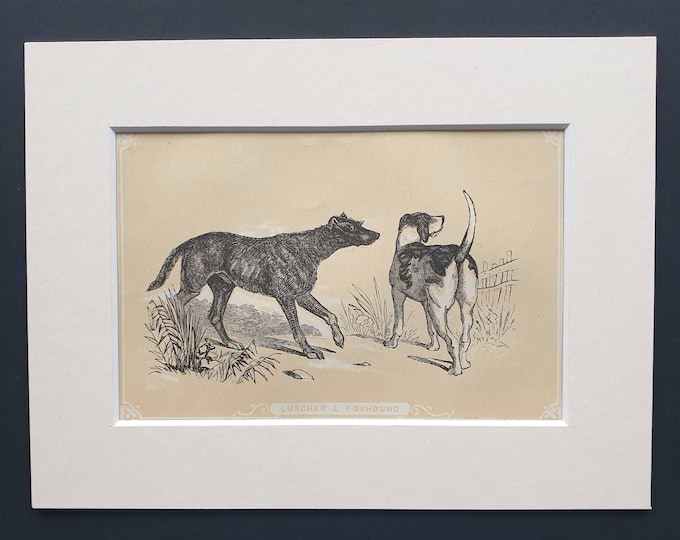 Lurcher and Foxhound - Original 1851 John Tallis woodblock print