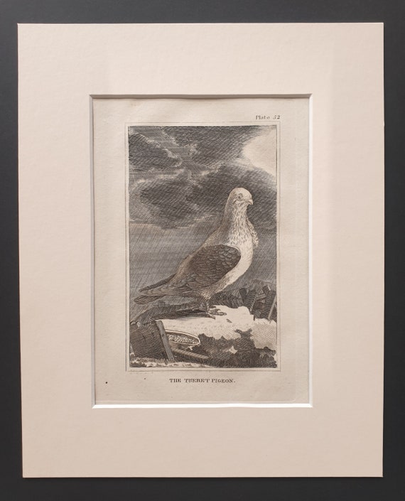 The Turbet Pigeon - Original 1812 Buffon print in mount (52)