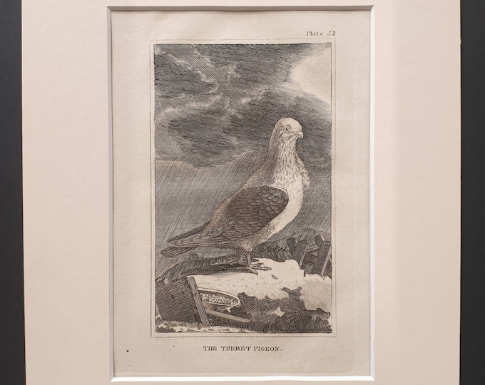 The Turbet Pigeon - Original 1812 Buffon print in mount (52)
