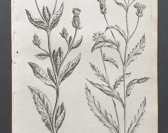 Lang de Baeuf and Yellow Succory - Original 1802 Culpeper engraving (156)