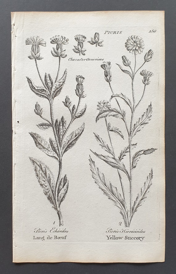 Lang de Baeuf and Yellow Succory - Original 1802 Culpeper engraving (156)