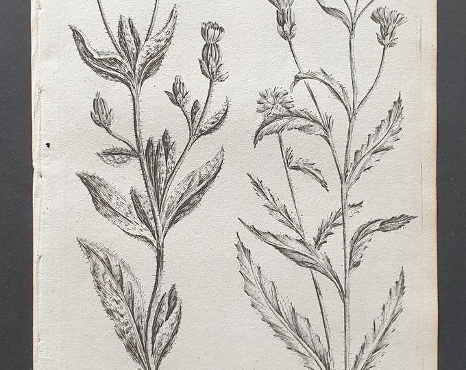 Lang de Baeuf and Yellow Succory - Original 1802 Culpeper engraving (156)