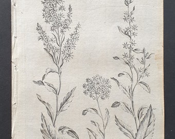 Common, Welch and Narrow Leaved Golden Rod - Original 1802 Culpeper engraving (71)