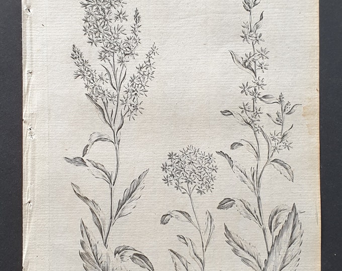 Common, Welch and Narrow Leaved Golden Rod - Original 1802 Culpeper engraving (71)