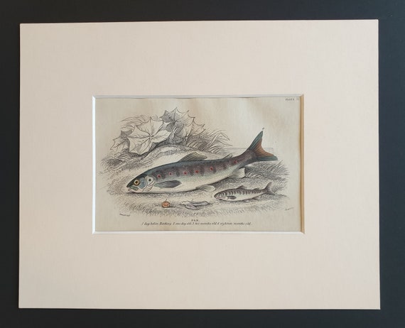 Par - Original c1860 hand coloured fish print in mount