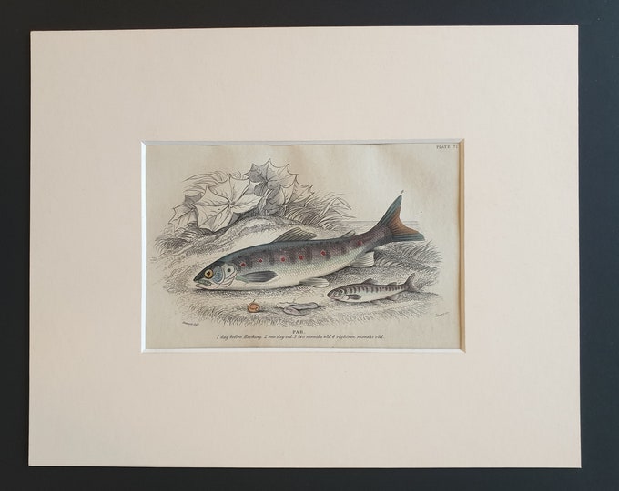 Par - Original c1860 hand coloured fish print in mount
