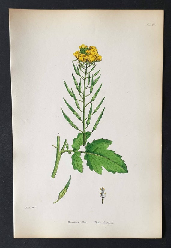 Original 1863 hand coloured botanical print - Wild Mustard