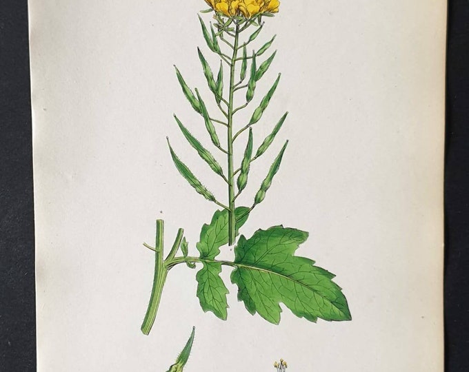 Original 1863 hand coloured botanical print - Wild Mustard