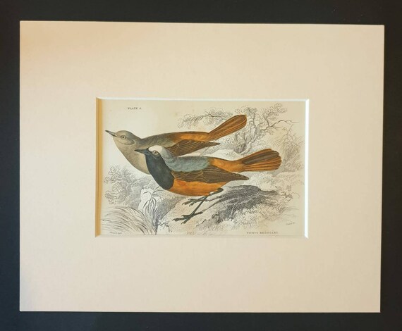 Original c1840 hand coloured bird print in mount - Tithys Redstart