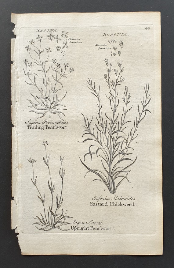 Trailing and Upright Pearlwort, and Bastard Chickweed - Original 1802 Culpeper engraving (42)