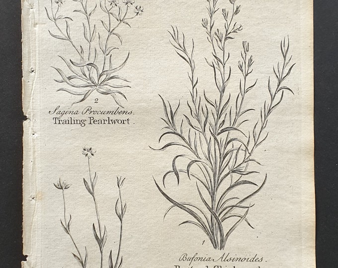 Trailing and Upright Pearlwort, and Bastard Chickweed - Original 1802 Culpeper engraving (42)