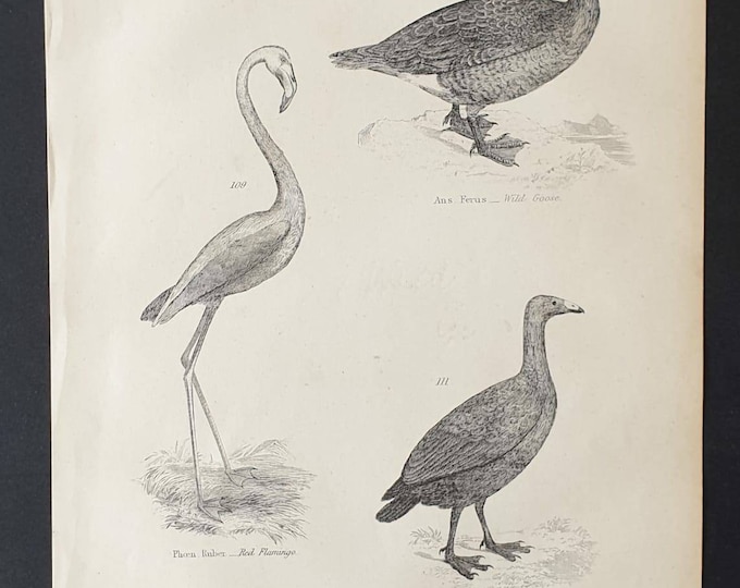 Original c1860's Museum of Natural History print - Wading Birds
