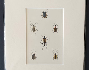 Beetles - Original hand coloured 1890 print in mount