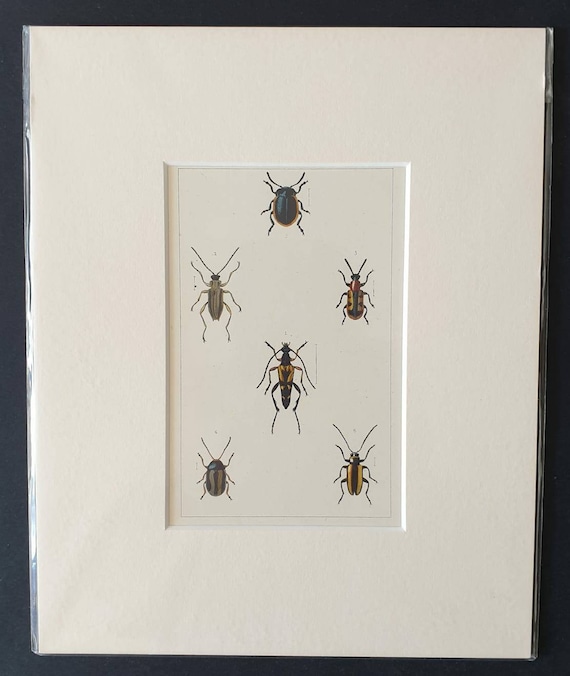 Original hand coloured 1890 beetle print in mount