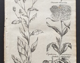 Plowmans Spikenard and Dutch Agrimony - Original 1802 Culpeper engraving (2)