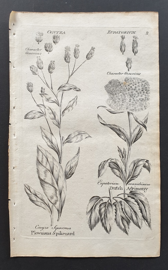 Plowmans Spikenard and Dutch Agrimony - Original 1802 Culpeper engraving (2)