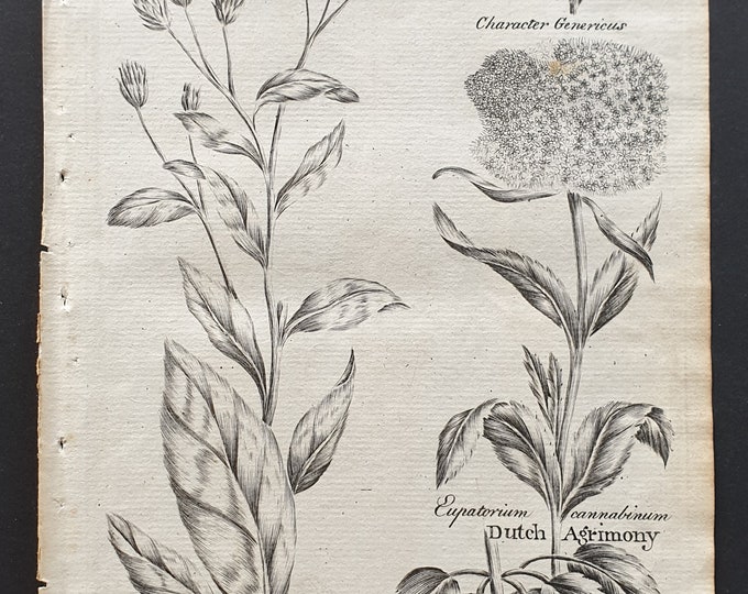 Plowmans Spikenard and Dutch Agrimony - Original 1802 Culpeper engraving (2)