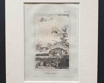 Flying Squirrel - Original 1812 Buffon print in mount