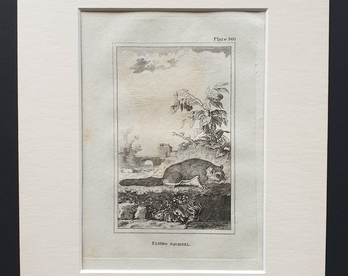 Flying Squirrel - Original 1812 Buffon print in mount