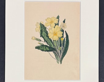 The Primrose - Original 1836 Antique Botanical Print
