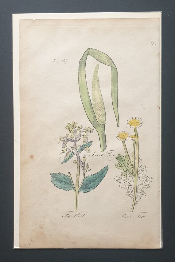 Fig Wort, Sweet Flag and Fever Fen - Original c1810 Culpeper print