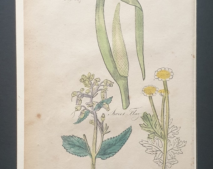 Fig Wort, Sweet Flag and Fever Fen - Original c1810 Culpeper print
