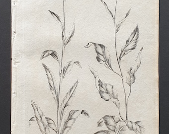 Downy Gentle, and Mountain Gentle Thistle - Original 1802 Culpeper engraving (175)