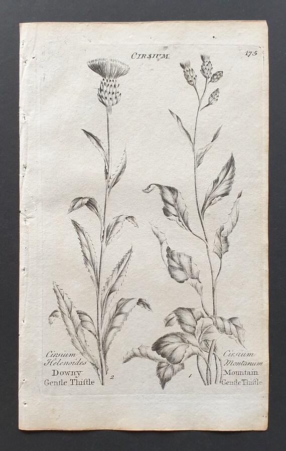 Downy Gentle, and Mountain Gentle Thistle - Original 1802 Culpeper engraving (175)