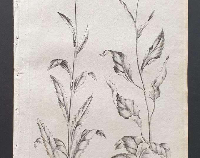 Downy Gentle, and Mountain Gentle Thistle - Original 1802 Culpeper engraving (175)