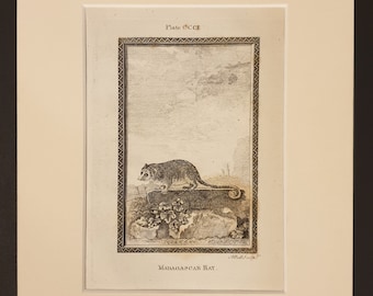 Madagascar Rat - Original 1791 Buffon print in mount