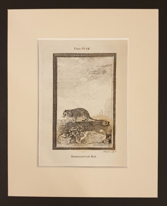 Madagascar Rat - Original 1791 Buffon print in mount