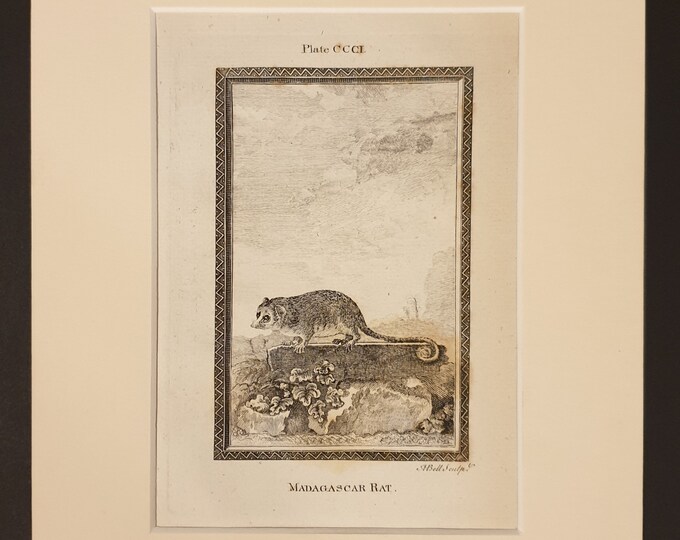 Madagascar Rat - Original 1791 Buffon print in mount
