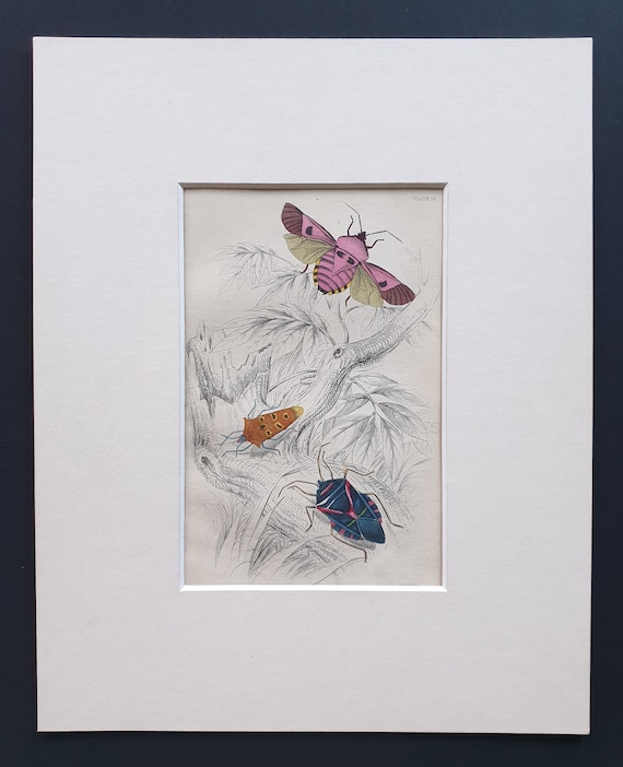Scutellera Dispar, Pentatoma rutilans, Raphigaster incarnatus - Original c1860 hand coloured insect print in mount