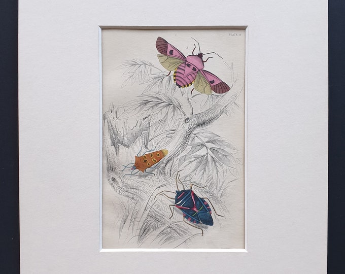 Scutellera Dispar, Pentatoma rutilans, Raphigaster incarnatus - Original c1860 hand coloured insect print in mount