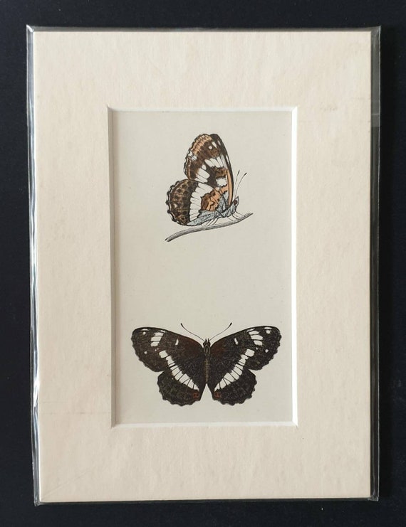 Original 1890 butterflies print in mount