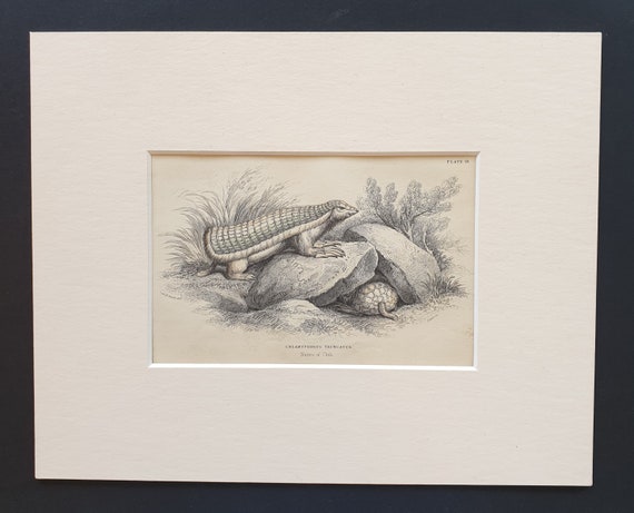 Chlamyphorus Truncatus  - Original 1842 hand coloured print in mount