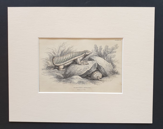 Chlamyphorus Truncatus  - Original 1842 hand coloured print in mount