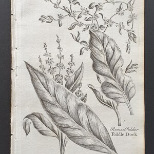 May include: A monochrome botanical print depicting Rumex plants. The illustration shows detailed drawings of leaves, flowers, and stems, with the names "Rumex Acutus" and "Rumex Pulcher" below. The paper has a torn edge.