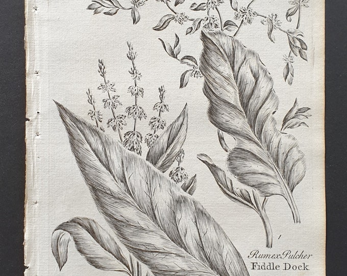 Sharp Pointed and Fiddle Dock - Original 1802 Culpeper engraving (56)