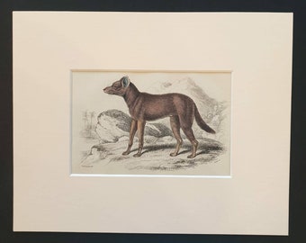 Caygotte of Mexico - Original 1839 hand coloured mammalia print in mount